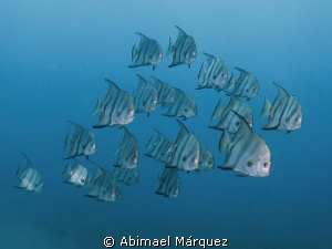 Atlantic Spadefish by Abimael Márquez 